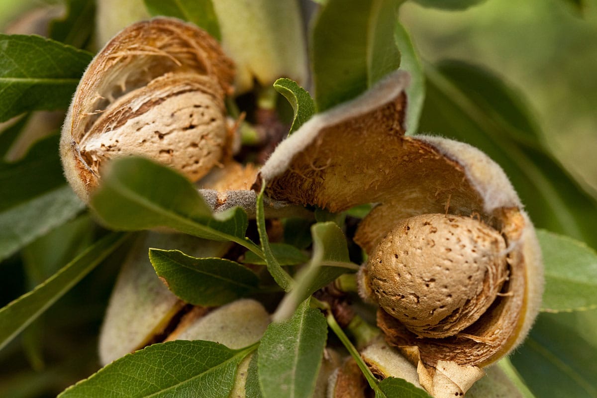 how-do-almonds-grow-a-year-in-the-life-almond-breeze-ca