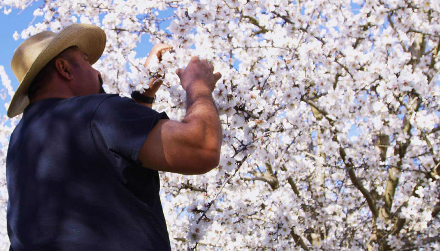 A man tending to white flowers on an almond tree